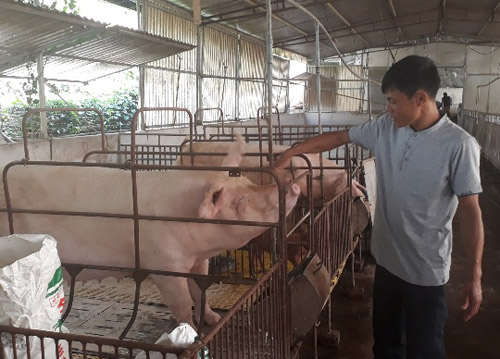 So với cùng kỳ năm 2018, giá lợn hơi cao hơn từ 25 - 30% (Ảnh: Internet)