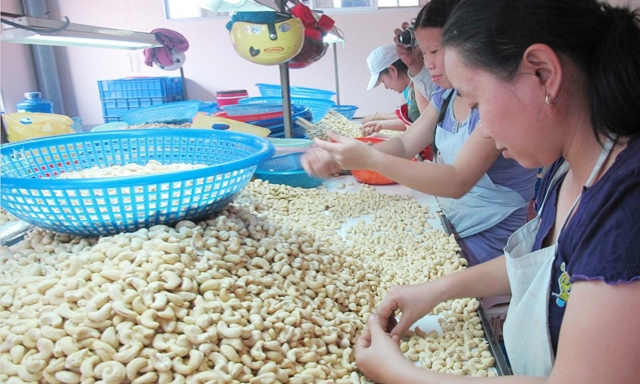 Thị trường XK hạt điều đang rộng mở nhưng ngày càng khó tính