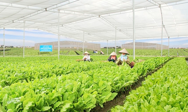 Mô hình sản xuất RAT VietGAP của HTX Trung Nha đang cho hiệu quả cao