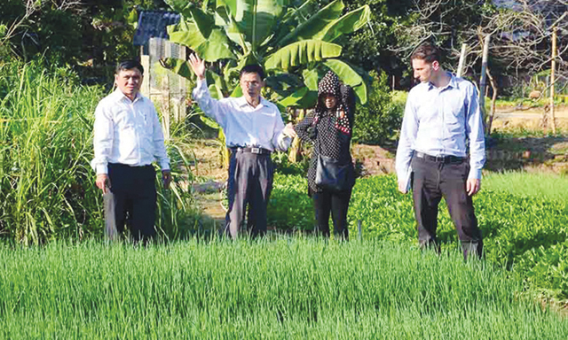 Cánh đồng mẫu lớn Điện Biên