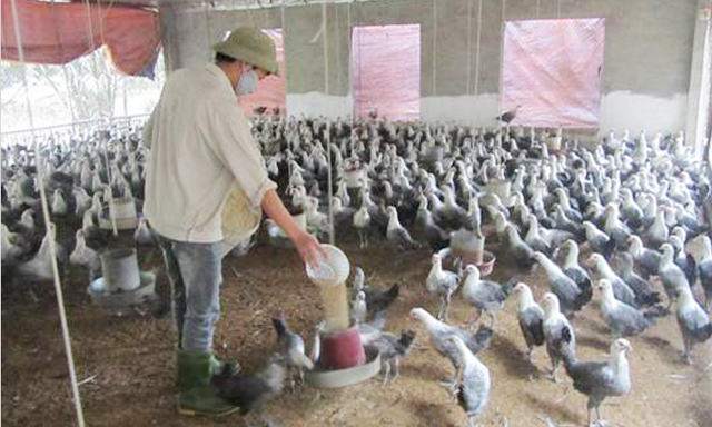Trang trại nuôi gà của HTX đang cho hiệu quả cao