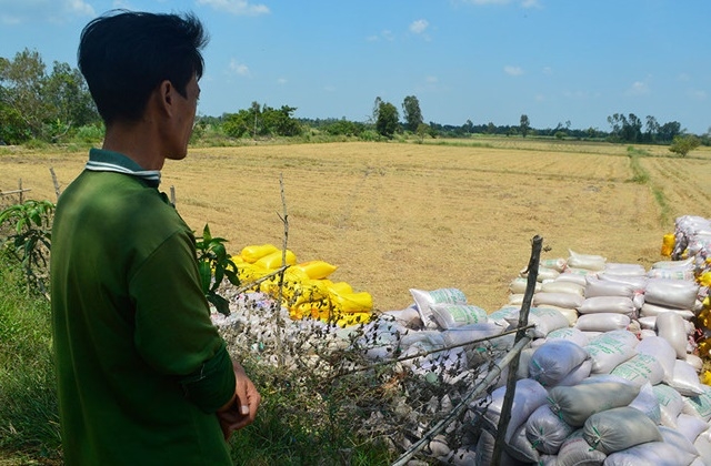Giá lúa hiện liên tục sụt giảm và khó tiêu thụ khiến nông dân lo lắng (Ảnh: Internet)
