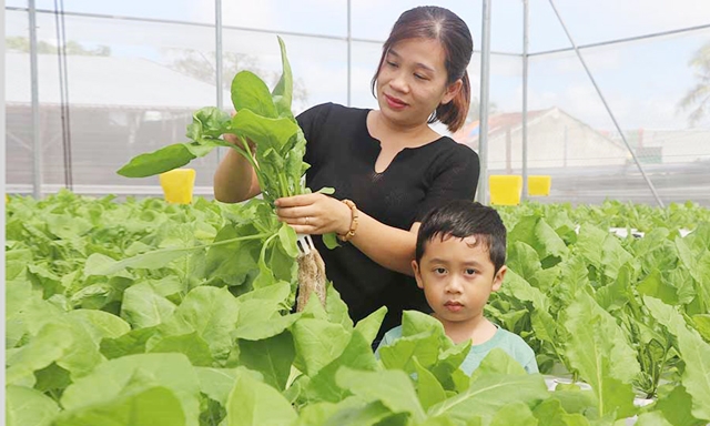 Nghề trồng rau xanh mang lại cho người dân nơi đây nguồn thu nhập ổn định
