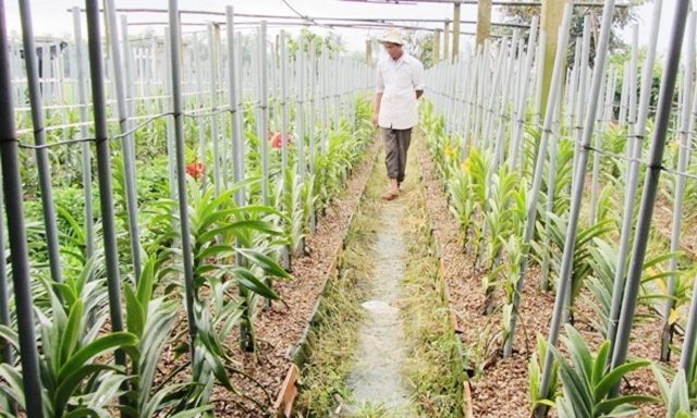 Mô hình trồng hoa của HTX nâng cao thu nhập cho thành viên và người dân