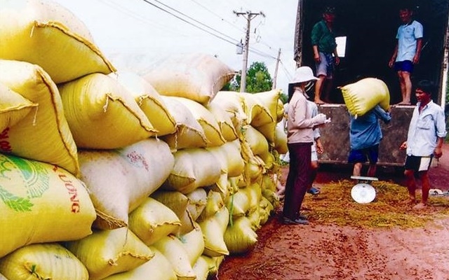 Ngân hàng đẩy mạnh cho vay thu mua thóc, gạo (Ảnh: Internet)