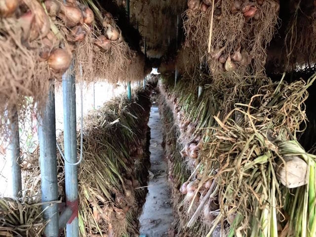 Với giá hiện tại 20.000 đồng 1 kg, chị thu về 6 triệu đồng/sào. Trong khi đó trồng lúa chị chỉ thu về 700.000 đồng/sào.