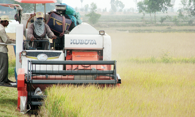 Bóng ma giá lúa giảm luôn ám ảnh nông dân khi vào mùa thu hoạch