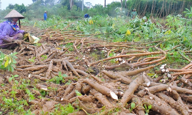 Ngành sắn đang mất cân đối nghiêm trọng cung – cầu