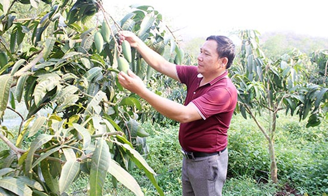 HTX dự kiến sẽ xuất 60 tấn xoài tượng da xanh trong năm 2019