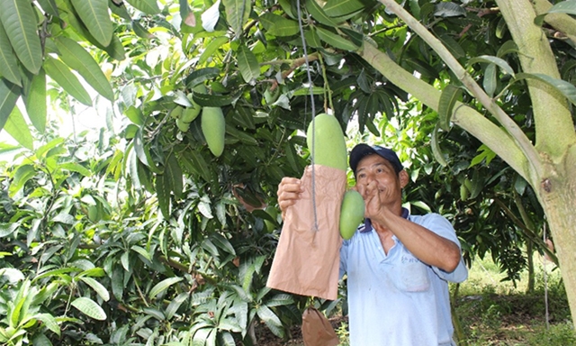 Xoài Việt cần phải làm nhiều việc để khẳng định chỗ đứng ở thị trường Mỹ