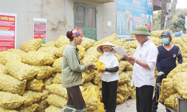 Điểm thu mua khoai của HTX Tiên Minh tại cầu Đông Côn
