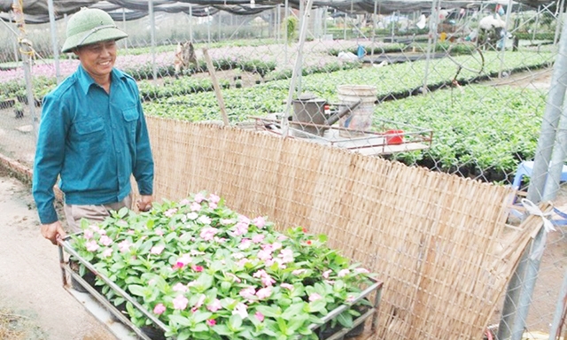 Nghề trồng hoa ở Văn Quán đang cho thu nhập 150 - 180 triệu đồng/ha