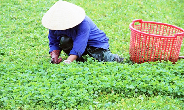 Vùng sản xuất rau má tập trung của HTX