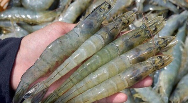 Dự báo xuất khẩu tôm sang Nhật Bản sẽ tăng mạnh (Ảnh: Internet)