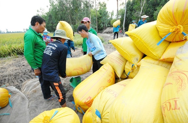 Giá thu mua lúa đang có chiều hướng tăng và nông dân không còn cảnh lo ngại ngồi chờ thương lái (Ảnh: Internet)