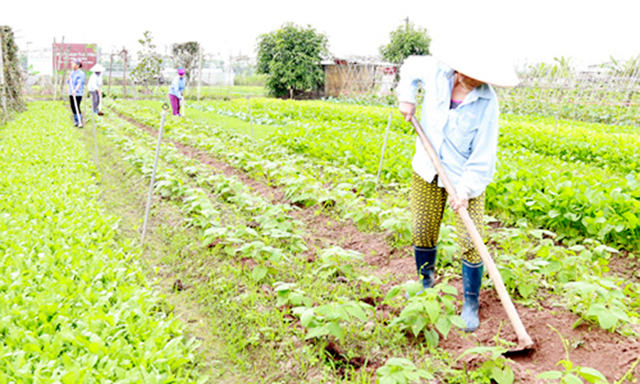 Mãng cầu xiêm của HTX đã được bao tiêu