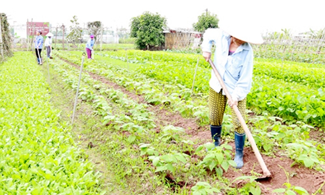 Mãng cầu xiêm của HTX đã được bao tiêu