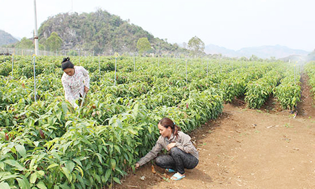 Vườn ươm cây giống của HTX Ngọc Lan