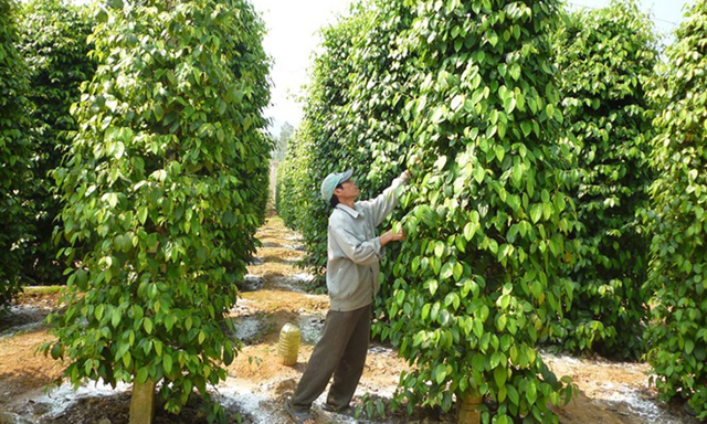 Giá hồ tiêu đang ở mức thấp nhất trong vòng gần 10 năm trở lại đây