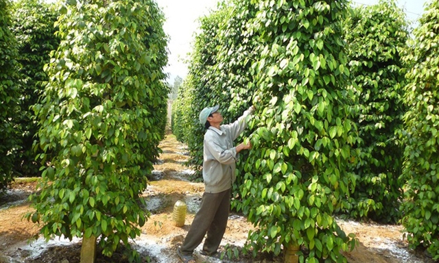 Giá hồ tiêu đang ở mức thấp nhất trong vòng gần 10 năm trở lại đây
