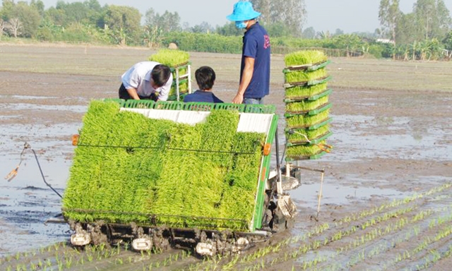 Công nghệ cấy lúa hàng biên đang mang lại lợi ích kép cho thành viên HTX