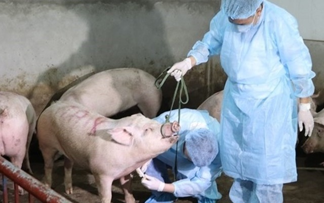 TP Hải Phòng đã phát hiện có virus dịch tả lợn châu Phi trên đàn lợn của hộ gia đình ở huyện Thủy Nguyên (Ảnh: Internet)