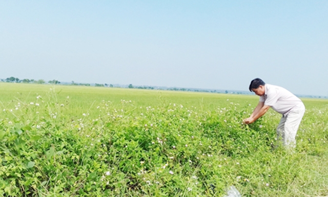 Mô hình ruộng lúa bờ hoa của HTX An Nhứt