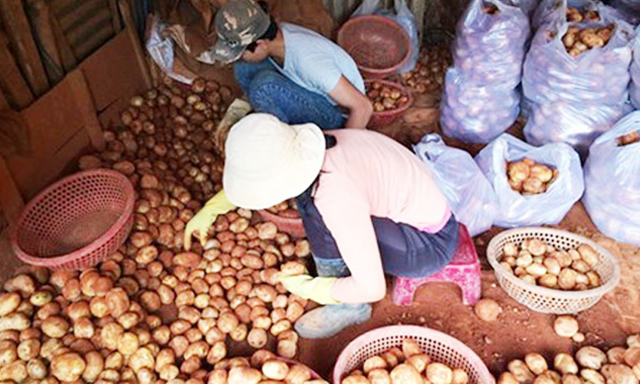 Khoai tây Trung Quốc mạo danh khoai tây Đà Lạt