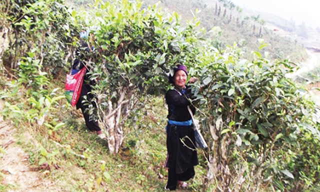 Bản Liền nổi tiếng với nhiều cây chè tuyết Shan cổ thụ