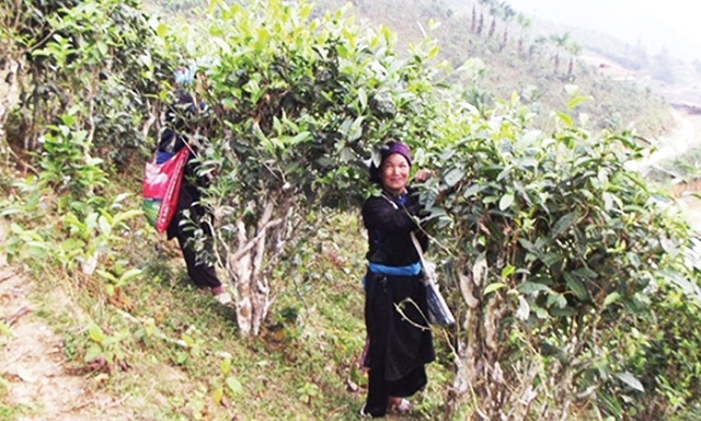 Bản Liền nổi tiếng với nhiều cây chè tuyết Shan cổ thụ