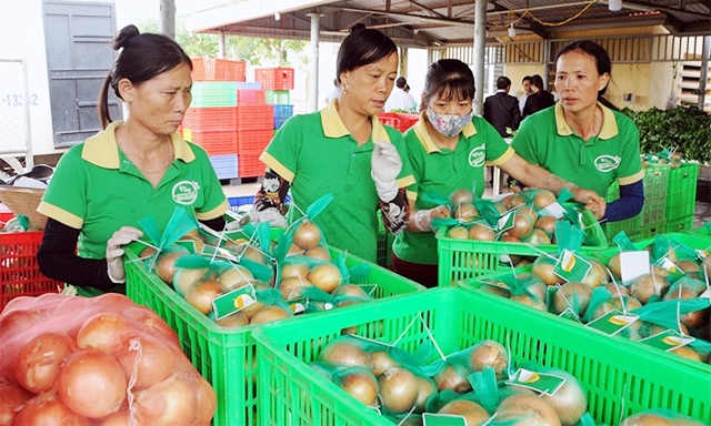 Tất cả các loại rau của của HTX đều đạt chứng nhận VietGAP