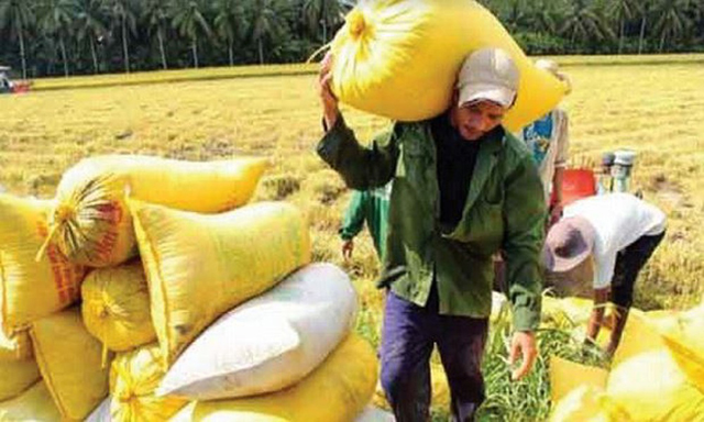 Dự báo giá lúa gạo XK khó đạt được mức cao như trong năm 2018