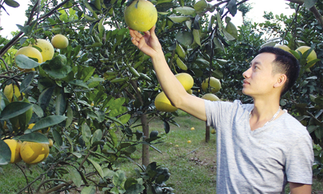 Thành viên HTX kiểm tra lứa bưởi VietGAP sắp cho thu hoạch