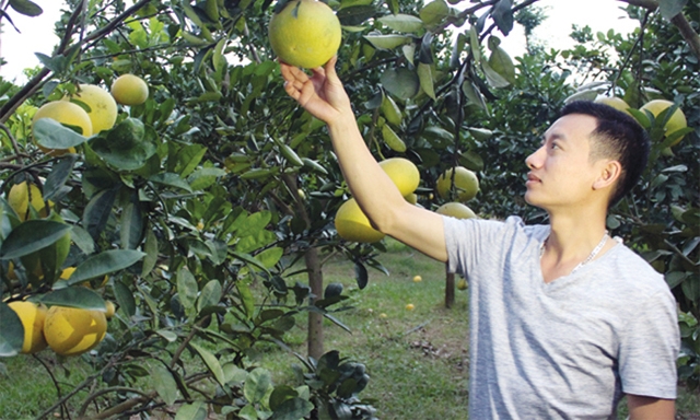 Thành viên HTX kiểm tra lứa bưởi VietGAP sắp cho thu hoạch