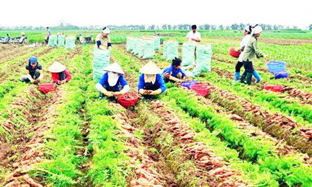 Cà rốt đang là sản phẩm chủ lực của HTX