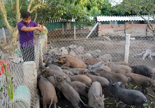 Dịch tả lợn châu Phi ngày càng có nguy cơ lây lan trên diện rộng, cả ở giống lợn rừng, vốn được đánh giá có sức đề kháng tốt hơn (Ảnh: Internet)