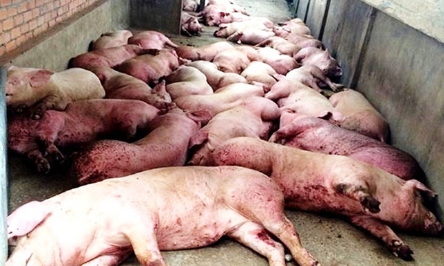 Hàng nghìn con lợn mắc bệnh bị tiêu hủy, gây tổn thất hàng chục tỷ đồng