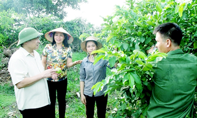 Các mô hình cây ăn quả của HTX đang cho hiệu quả cao