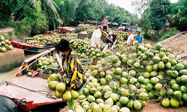 Nhờ liên kết, việc trồng và tiêu thu dừa đã có nhiều khởi sắc