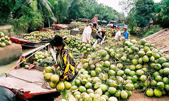 Nhờ liên kết, việc trồng và tiêu thu dừa đã có nhiều khởi sắc