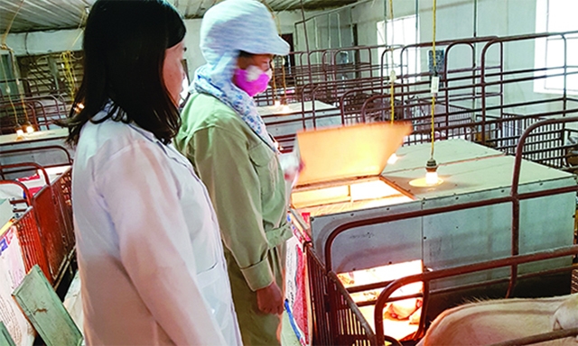 Giám đốc Lý Bích Linh kiểm tra một khu chuồng chăn nuôi