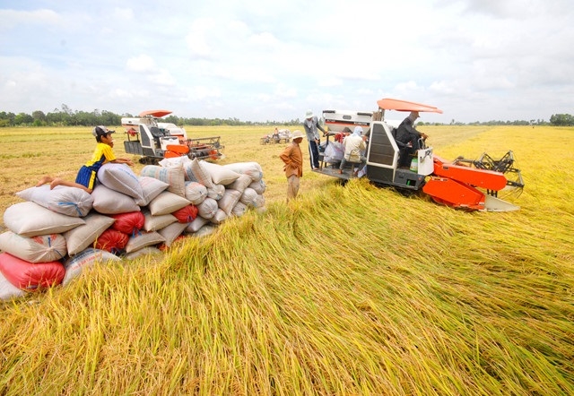 Thị trường tiêu thụ lúa ở tỉnh Đồng Tháp hiện đang nhộn nhịp hẳn lên, giá lúa tăng từ 200-500 đồng/kg.(Ảnh Internet)