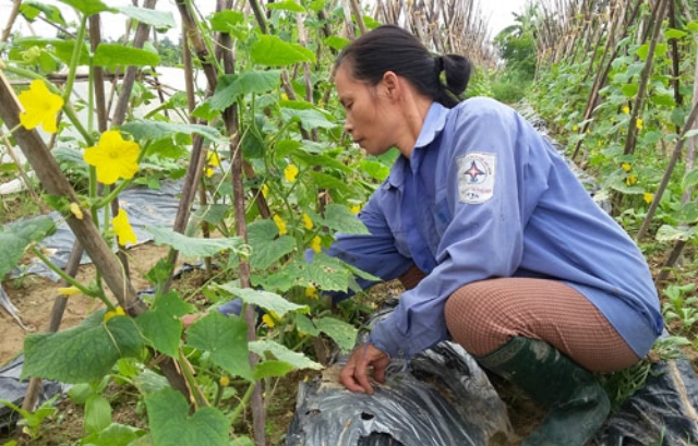 Mô hình rau hữu cơ của HTX cho hiệu quả vượt trội