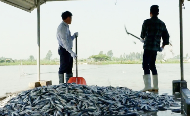 Mỗi năm HTX đưa ra thị trường gần 2.000 tấn cá vược VietGAP