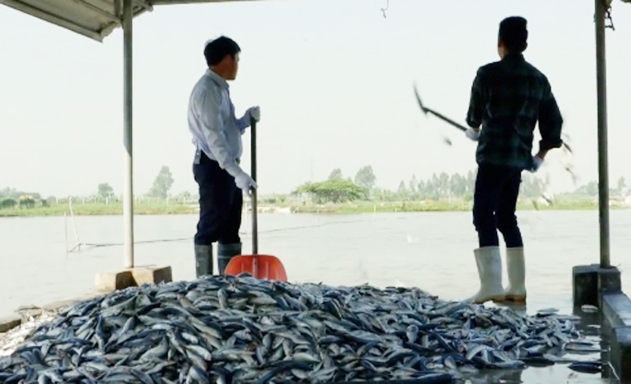 Mỗi năm HTX đưa ra thị trường gần 2.000 tấn cá vược VietGAP