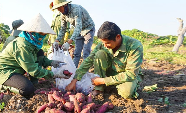 Khoai lang Nhật ở Gia Lai đang phải giải cứu