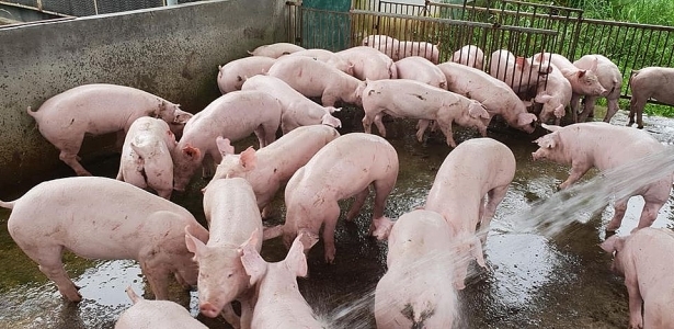 Giá lợn hơi được dự báo diễn biến khó lường (Ảnh: Internet)