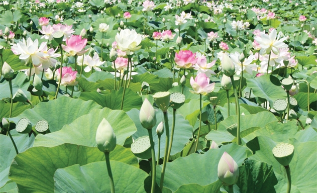 Thành lập Hợp tác xã Sen quê Bác phục vụ dự án “Hợp tác xã với Bác Hồ”