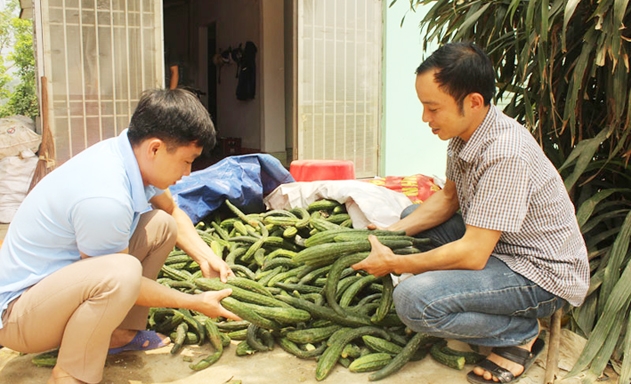 Phân loại sản phẩm dưa chuột trước khi giao hàng