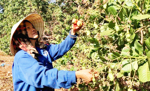 Nông dân vẫn ngóng chờ hợp đồng từ phía doanh nghiệp